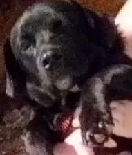 Cachorro ra a SR idade 1 ano nome Sem nome