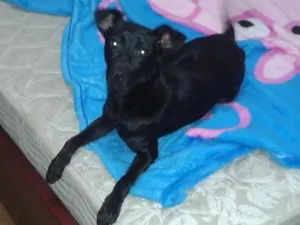 Cachorro raça vira lata idade 3 anos nome nick