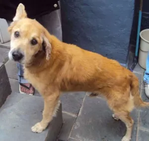 Cachorro raça SRD idade 6 ou mais anos nome Scooby