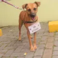Cachorro raça SRD idade 2 anos nome Bob