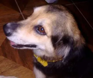 Cachorro raça SRD idade 4 anos nome Morena