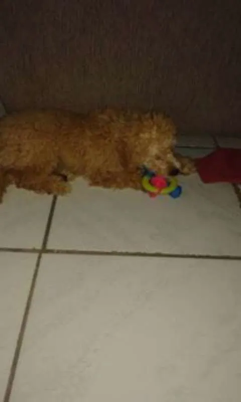 Cachorro ra a Poodle idade 7 a 11 meses nome Apolo