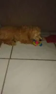 Apolo