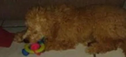 Cachorro ra a Poodle idade 7 a 11 meses nome Apolo