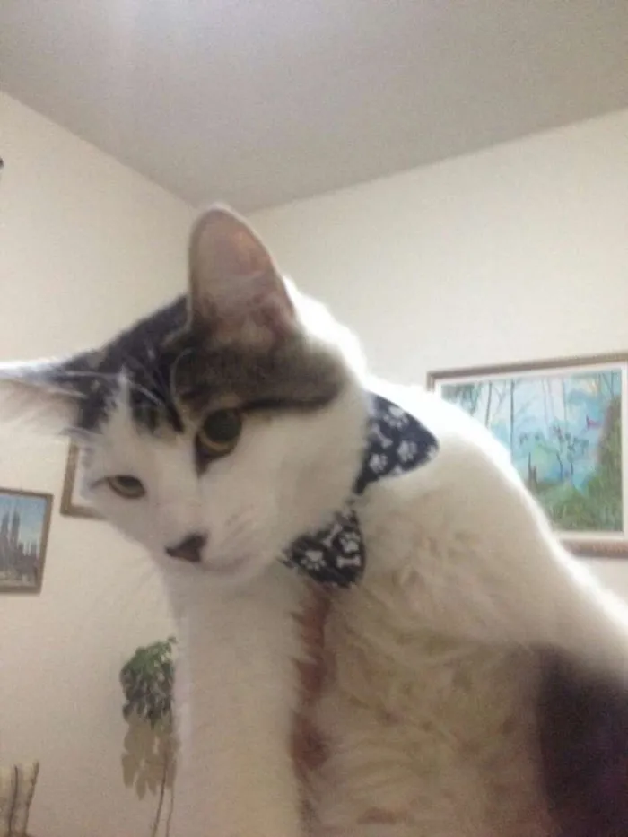 Gato raça SRD idade 1 ano nome Juninho