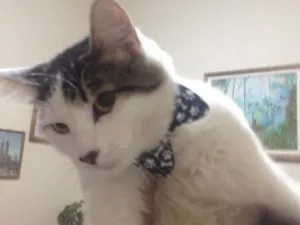Gato raça SRD idade 1 ano nome Juninho