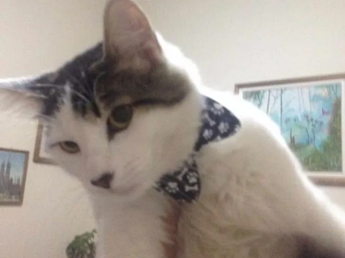 Gato raça SRD idade 1 ano nome Juninho