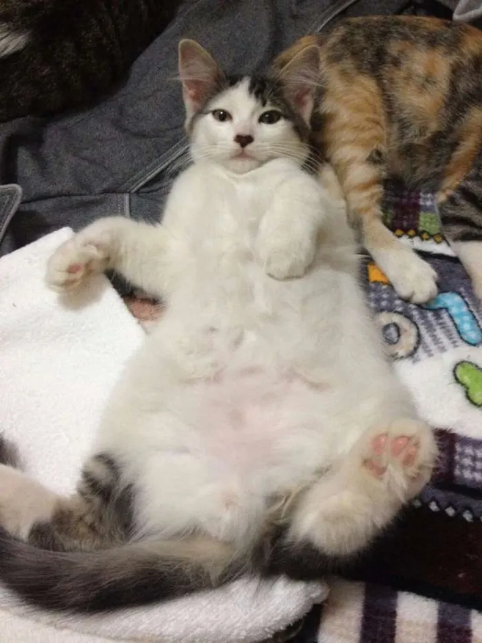 Gato raça SRD idade 1 ano nome Juninho