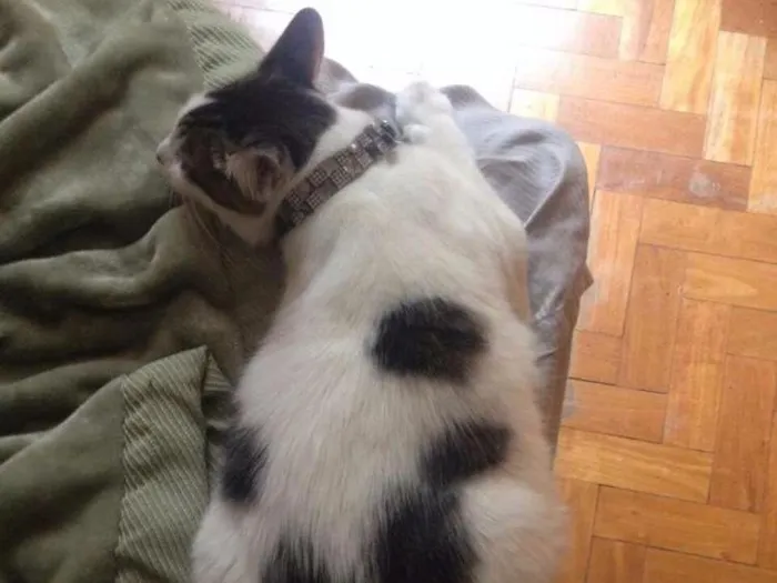 Gato raça SRD idade 1 ano nome Juninho