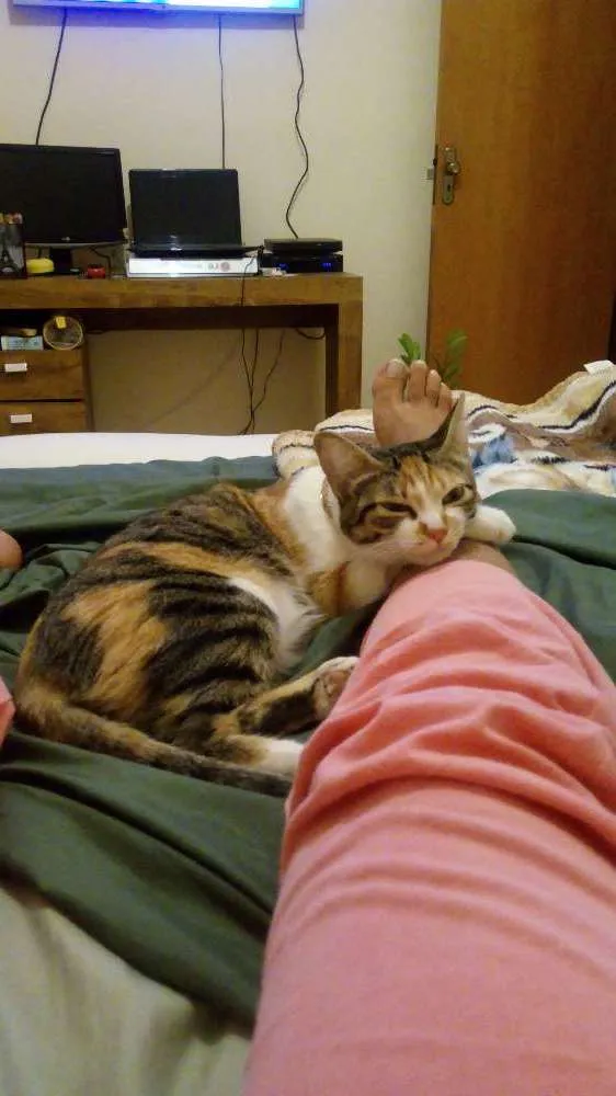 Gato raça SRD idade 1 ano nome Lola