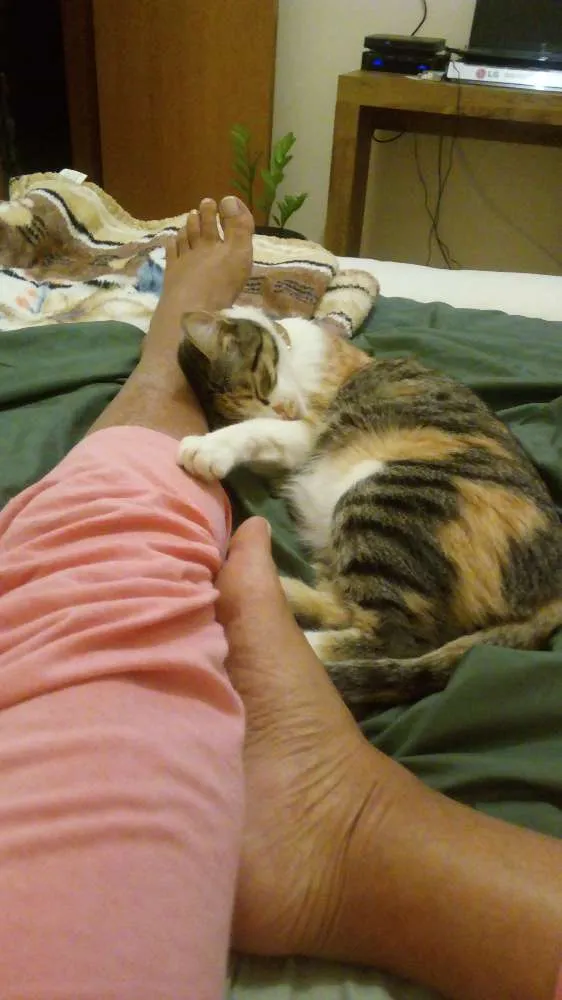 Gato raça SRD idade 1 ano nome Lola