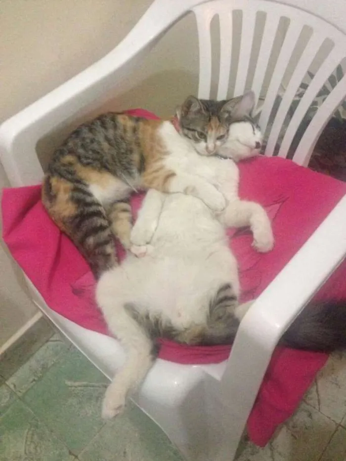 Gato raça SRD idade 1 ano nome Juninho e Lola
