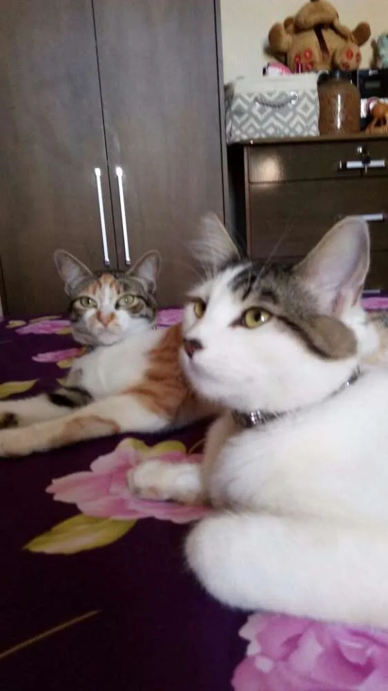 Gato raça SRD idade 1 ano nome Juninho e Lola
