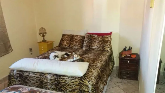 Gato raça SRD idade 1 ano nome Juninho e Lola