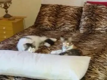 Gato raça SRD idade 1 ano nome Juninho e Lola