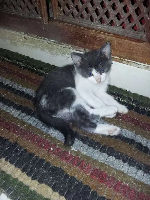 Gato ra a srd idade 2 a 6 meses nome Arlequim