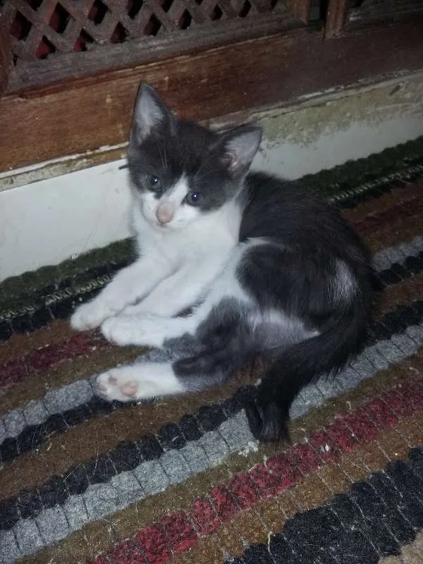 Gato ra a srd idade 2 a 6 meses nome Arlequim
