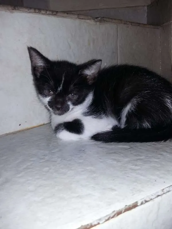Gato ra a SRD idade 2 a 6 meses nome Ravena