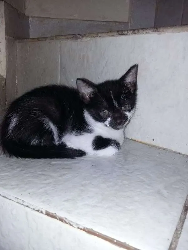 Gato ra a SRD idade 2 a 6 meses nome Ravena