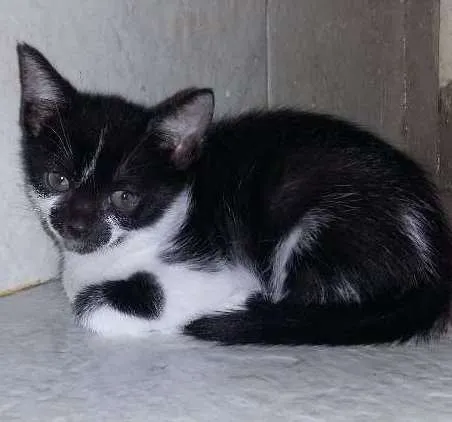 Gato ra a SRD idade 2 a 6 meses nome Ravena