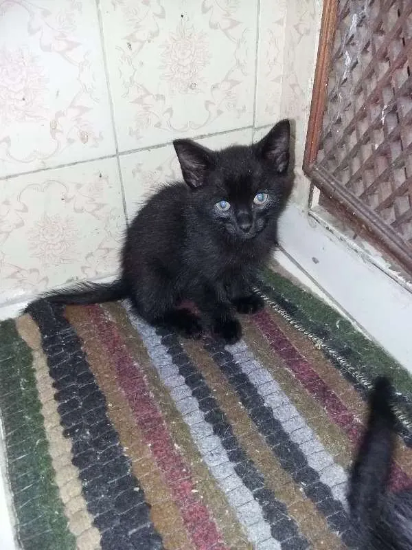 Gato ra a SRD idade 2 a 6 meses nome Minuit