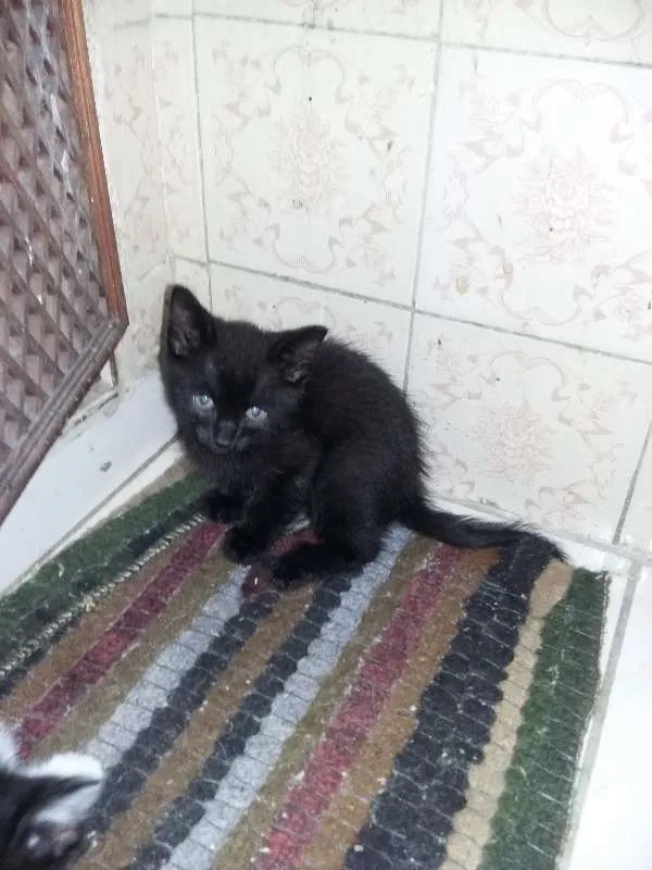 Gato ra a SRD idade 2 a 6 meses nome Minuit