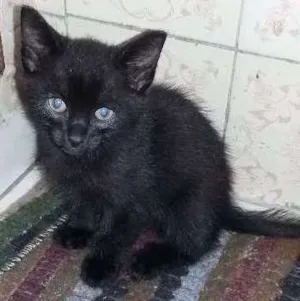 Gato raça SRD idade 2 a 6 meses nome Minuit