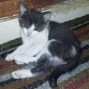 Gato raça srd idade 2 a 6 meses nome Arlequim