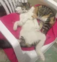 Juninho e Lola