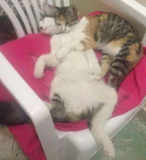Gato raça SRD idade 1 ano nome Juninho e Lola
