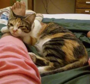 Gato raça SRD idade 1 ano nome Lola