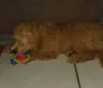 Apolo
