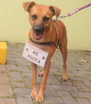 Cachorro raça SRD idade 2 anos nome Bob