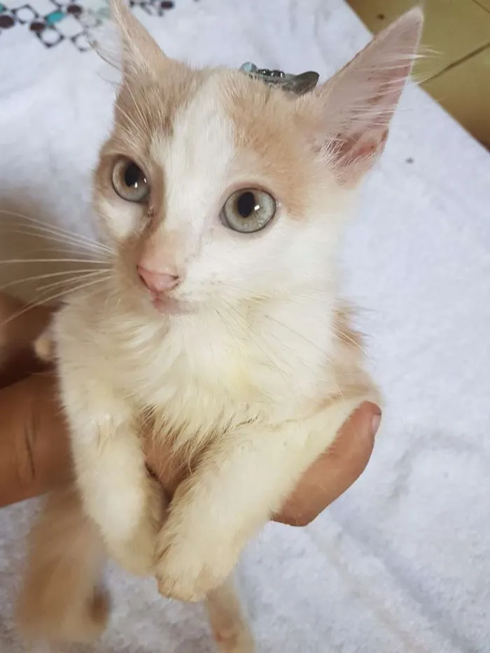 Cachorro ra a Sem reça idade 2 a 6 meses nome Não possui