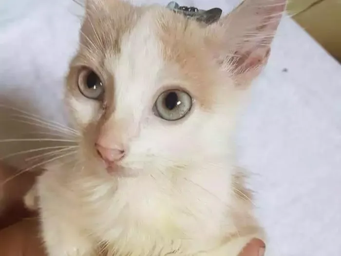 Cachorro ra a Sem reça idade 2 a 6 meses nome Não possui