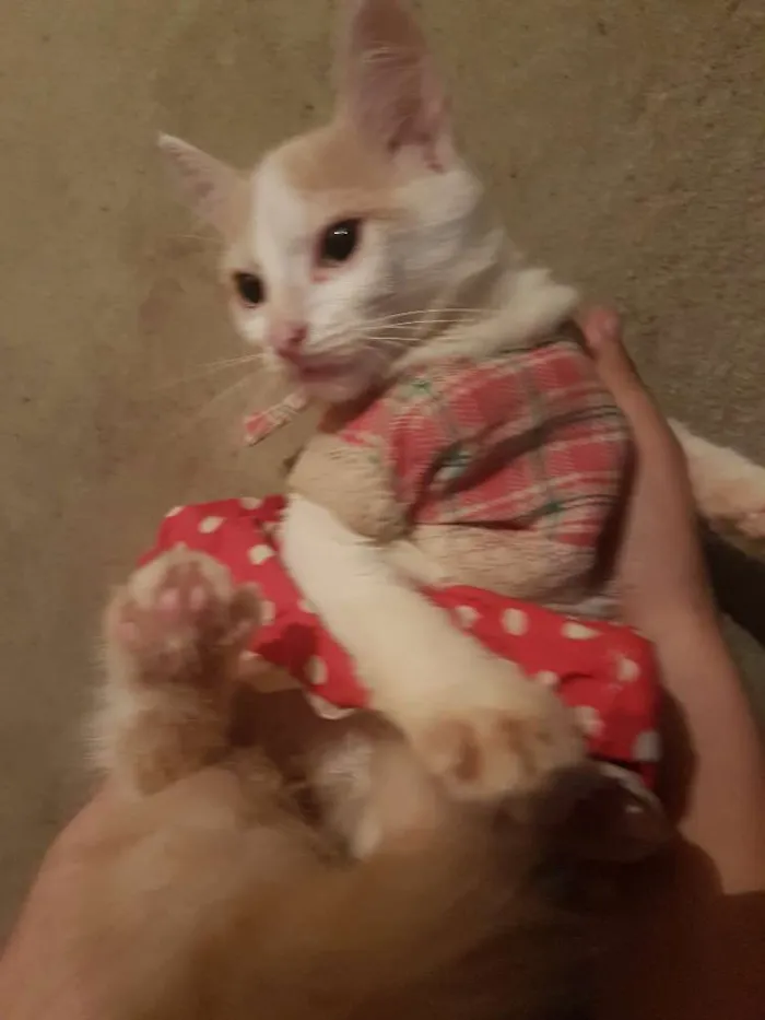 Gato ra a Vira lata idade 2 a 6 meses nome Não possuem