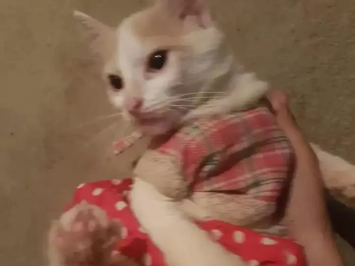 Gato ra a Vira lata idade 2 a 6 meses nome Não possuem