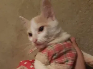 Gato raça Não tem idade 2 a 6 meses nome Não possui