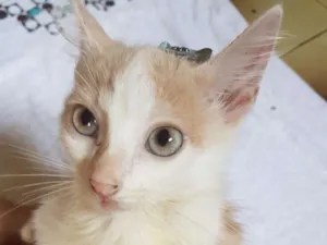 Cachorro raça Sem reça idade 2 a 6 meses nome Não possui