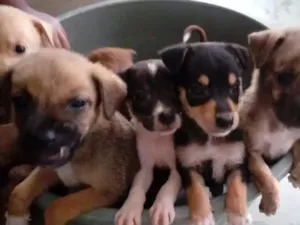 Cachorro raça Raciado  idade Abaixo de 2 meses nome Princesa 