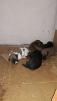 Rufi, Roni, Rock, Rex