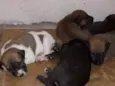 Rufi, Roni, Rock, Rex