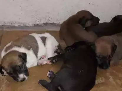 Cachorro ra a Mestiços  idade 2 a 6 meses nome Rufi, Roni, Rock, Rex