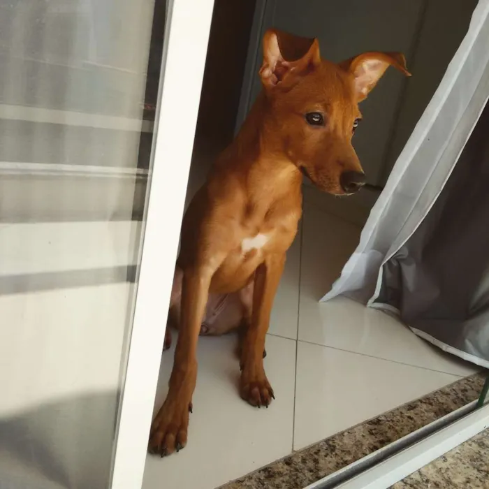 Cachorro ra a Vira-lata idade 7 a 11 meses nome Malia