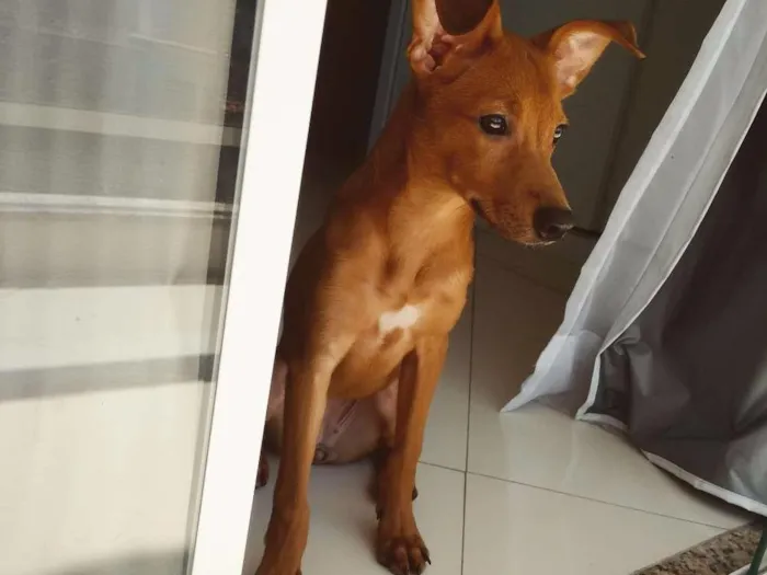 Cachorro ra a Vira-lata idade 7 a 11 meses nome Malia