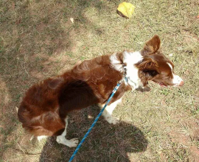 Cachorro ra a Bordie Coller idade 7 a 11 meses nome Romeu
