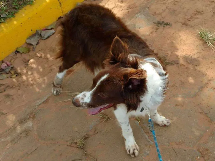 Cachorro ra a Bordie Coller idade 7 a 11 meses nome Romeu