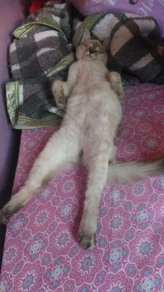 Gato ra a Srd idade 2 a 6 meses nome Dumbledore