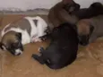 Rufi, Roni, Rock, Rex