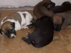 Cachorro raça Mestiços  idade 2 a 6 meses nome Rufi, Roni, Rock, Rex